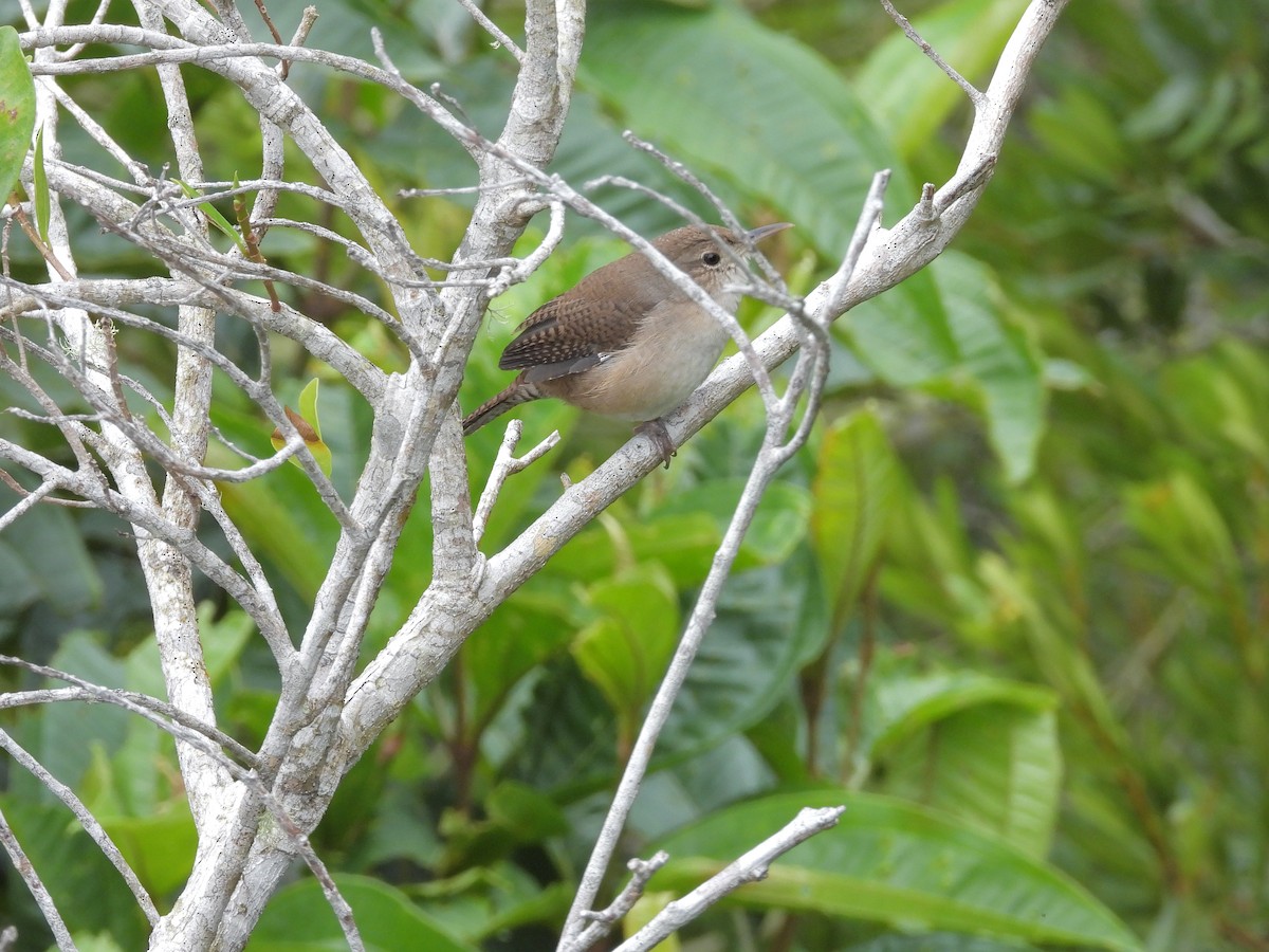 Southern House Wren - ML645294123