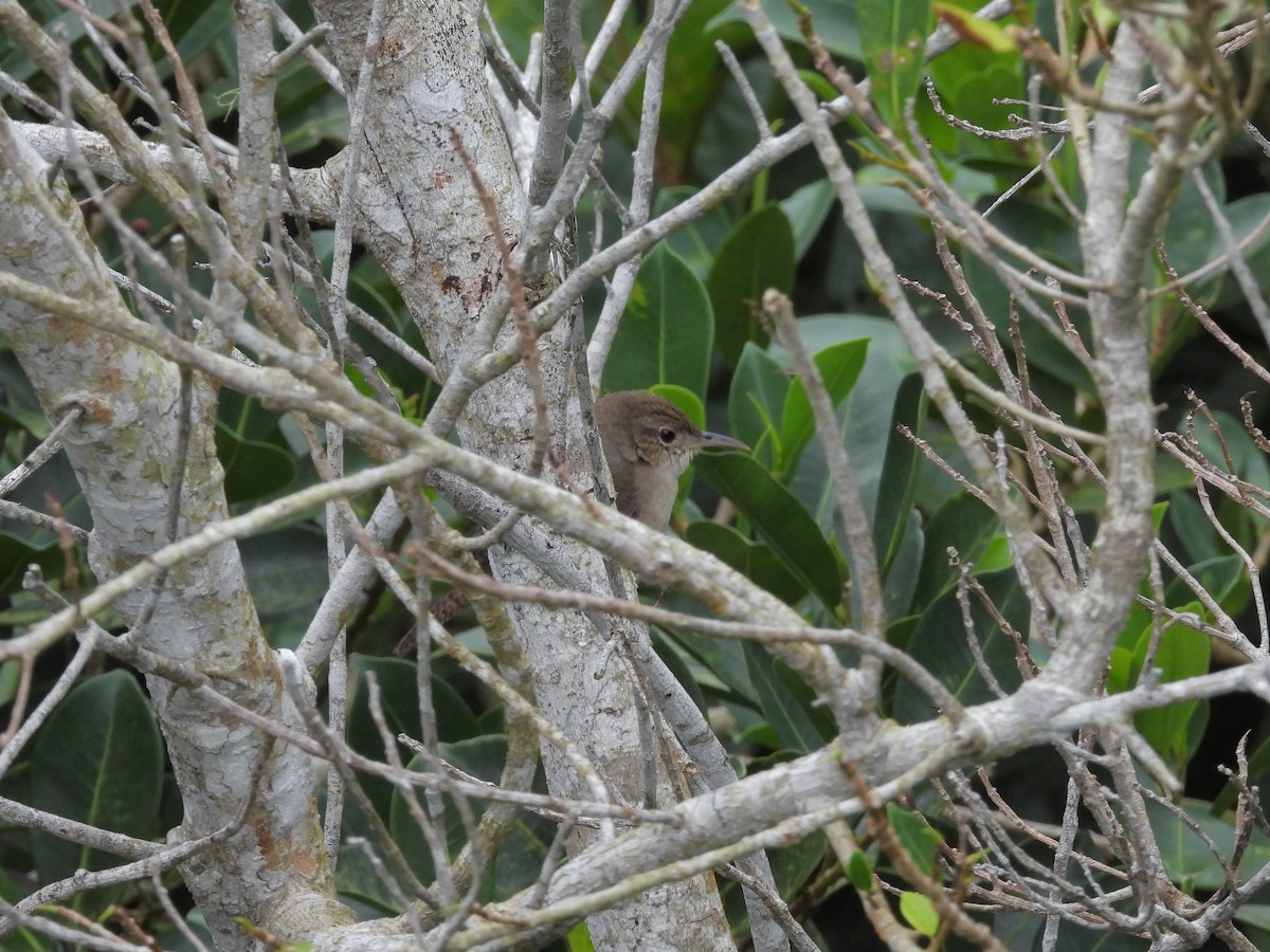 Southern House Wren - ML645294124