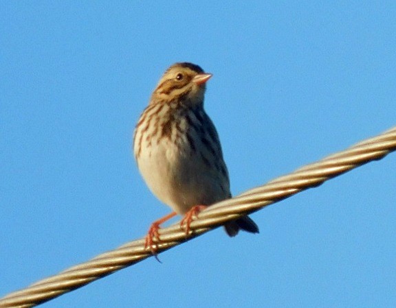 Savannah Sparrow - ML645294130