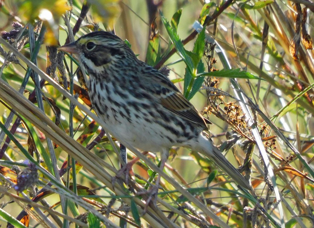 Savannah Sparrow - ML645294131