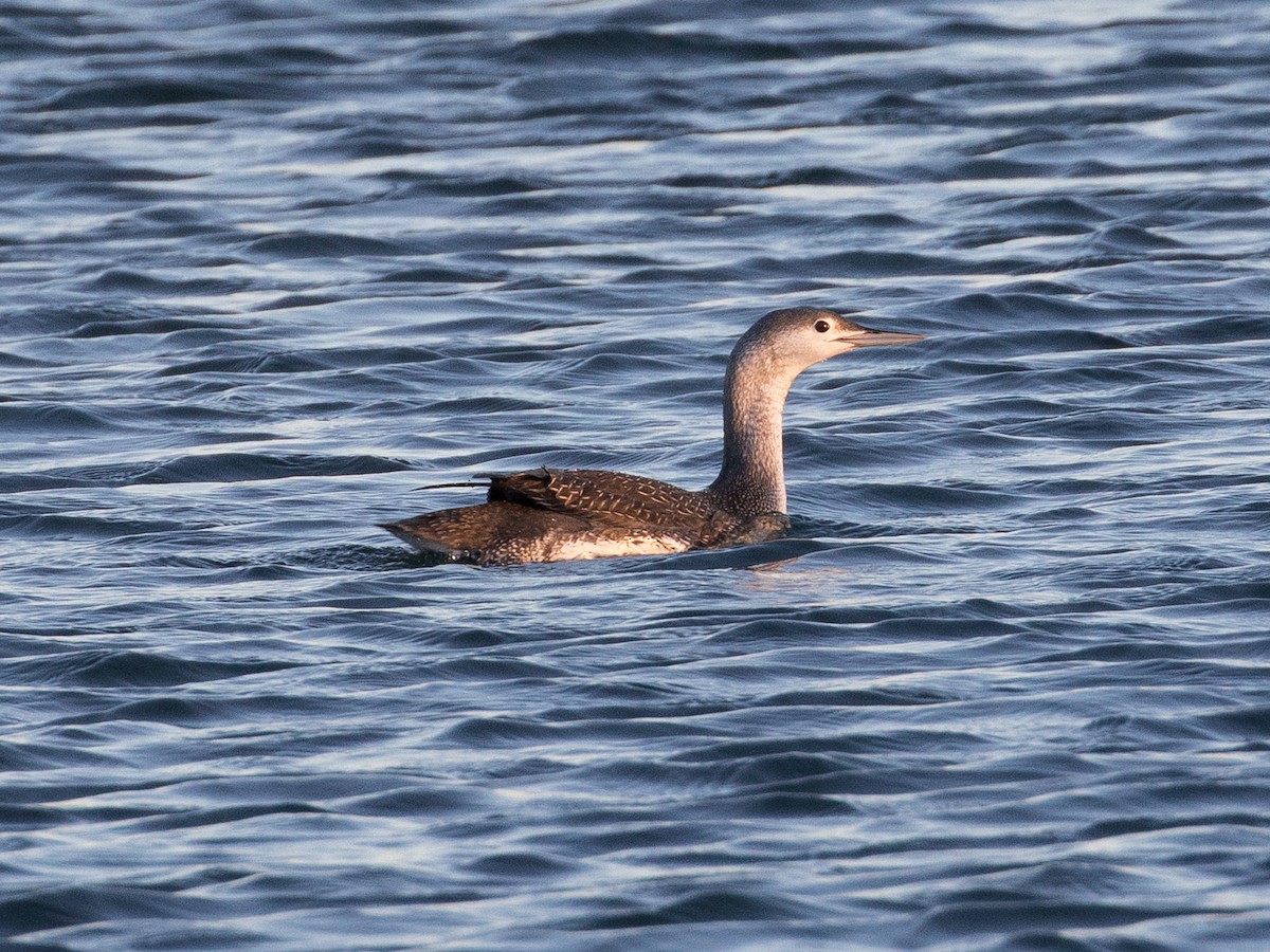 Aliota txikia - ML645294142