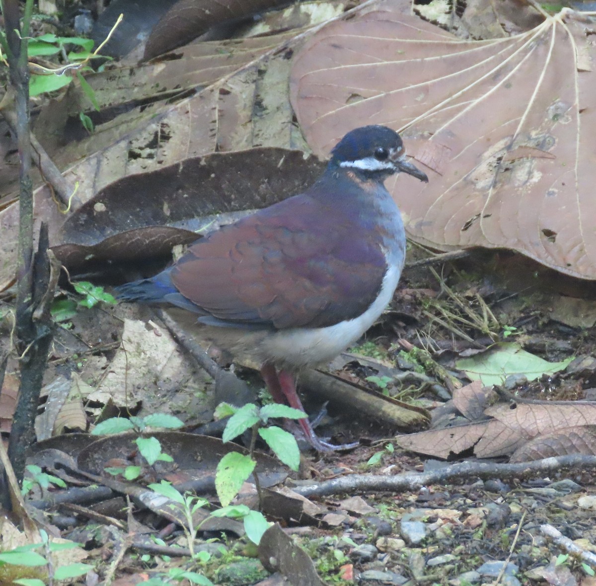 Paloma Perdiz Purpúrea - ML645294152