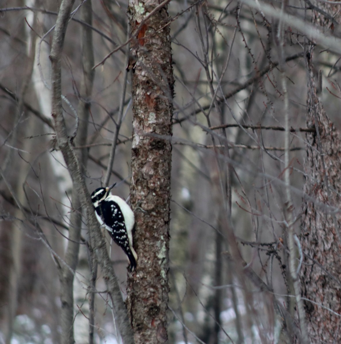 Hairy Woodpecker - ML645294160