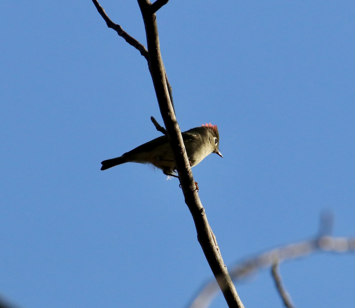 Ruby-crowned Kinglet - ML645294172