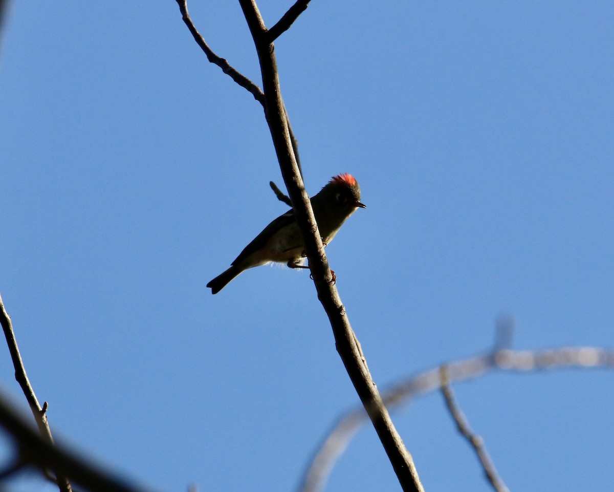 Ruby-crowned Kinglet - ML645294173