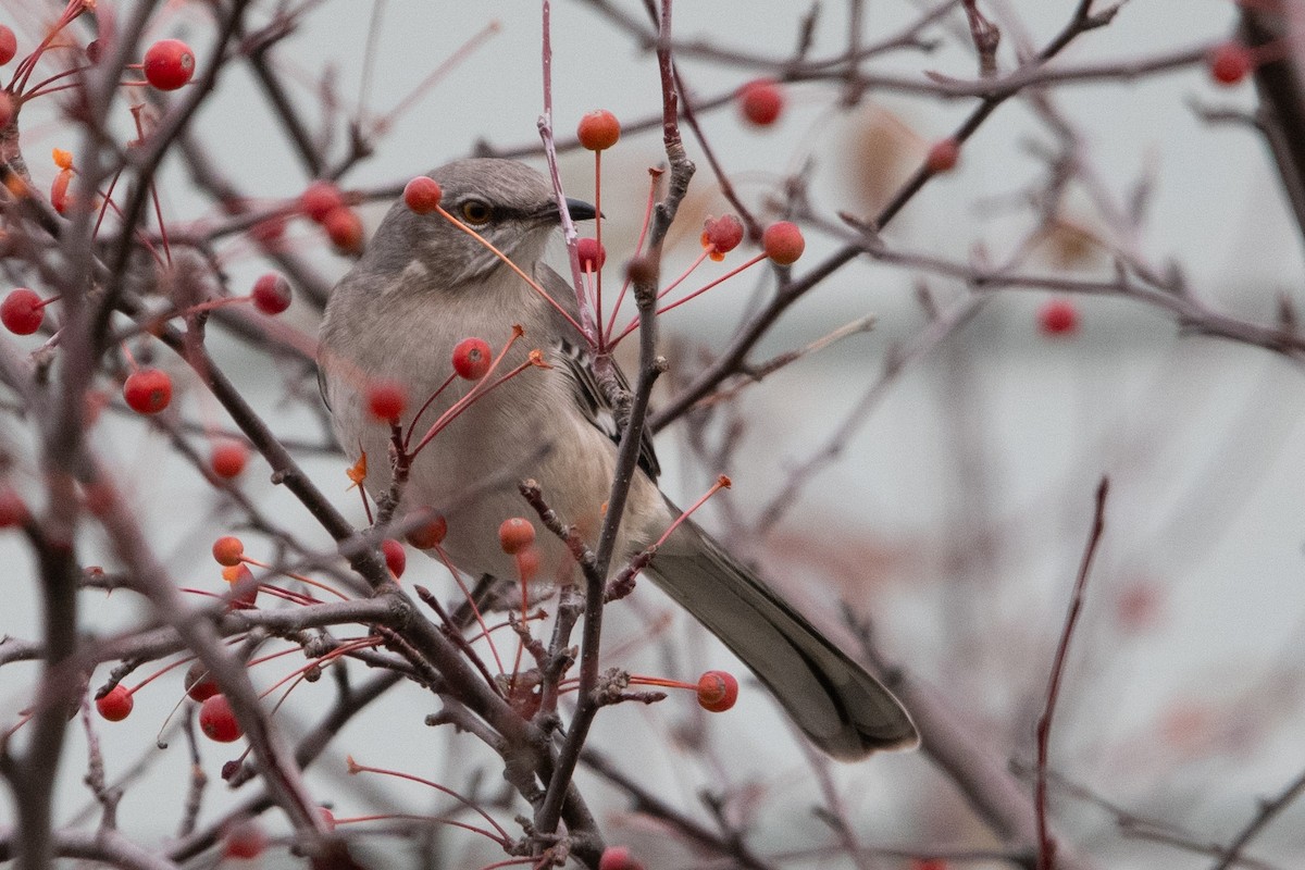 Northern Mockingbird - ML645294175