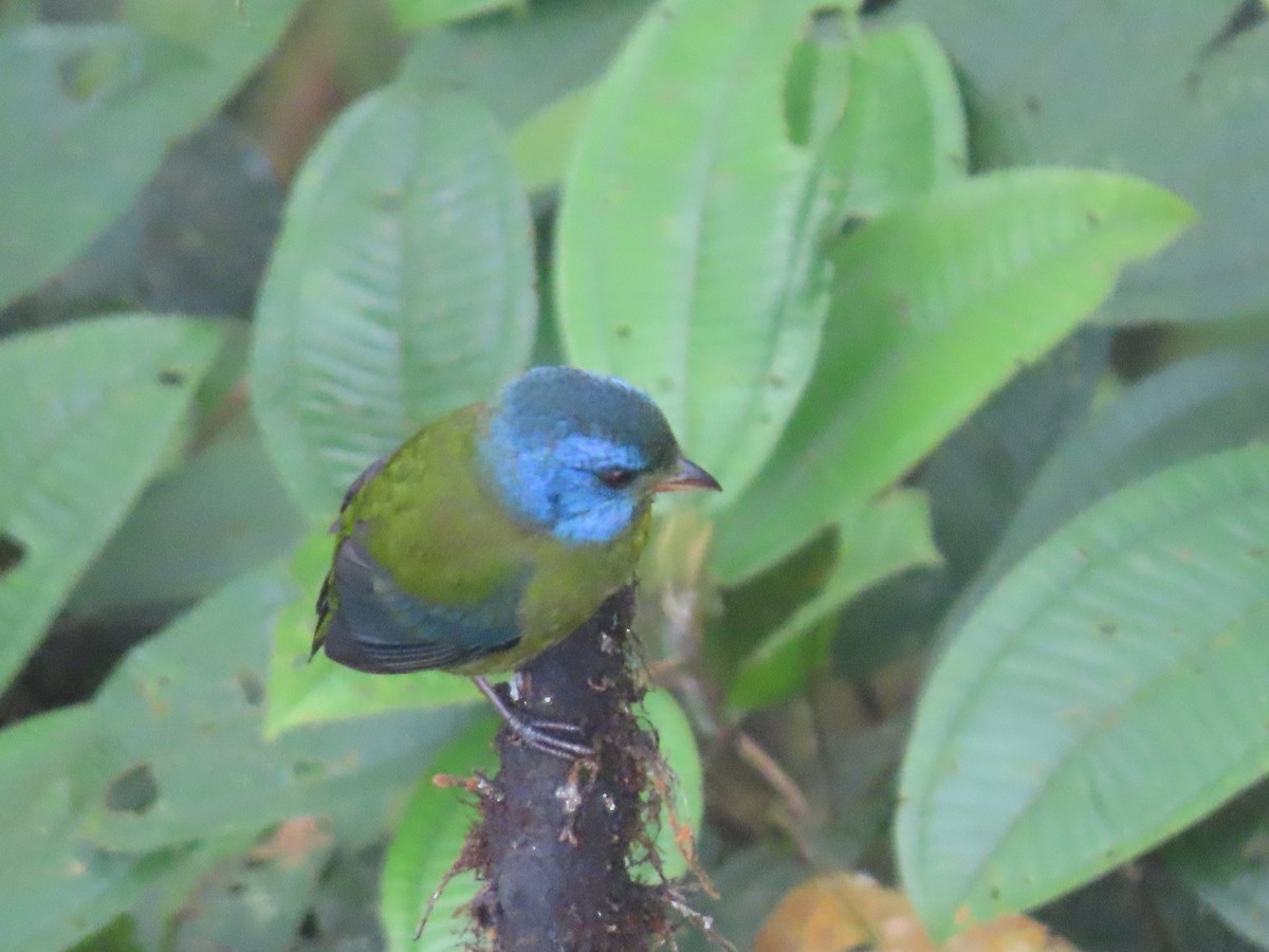 Moss-backed Tanager - ML645294187