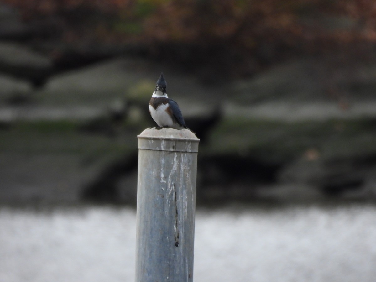 Belted Kingfisher - ML645294193