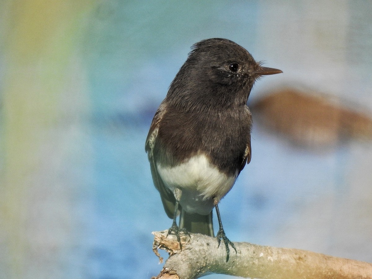 Black Phoebe - ML645294198