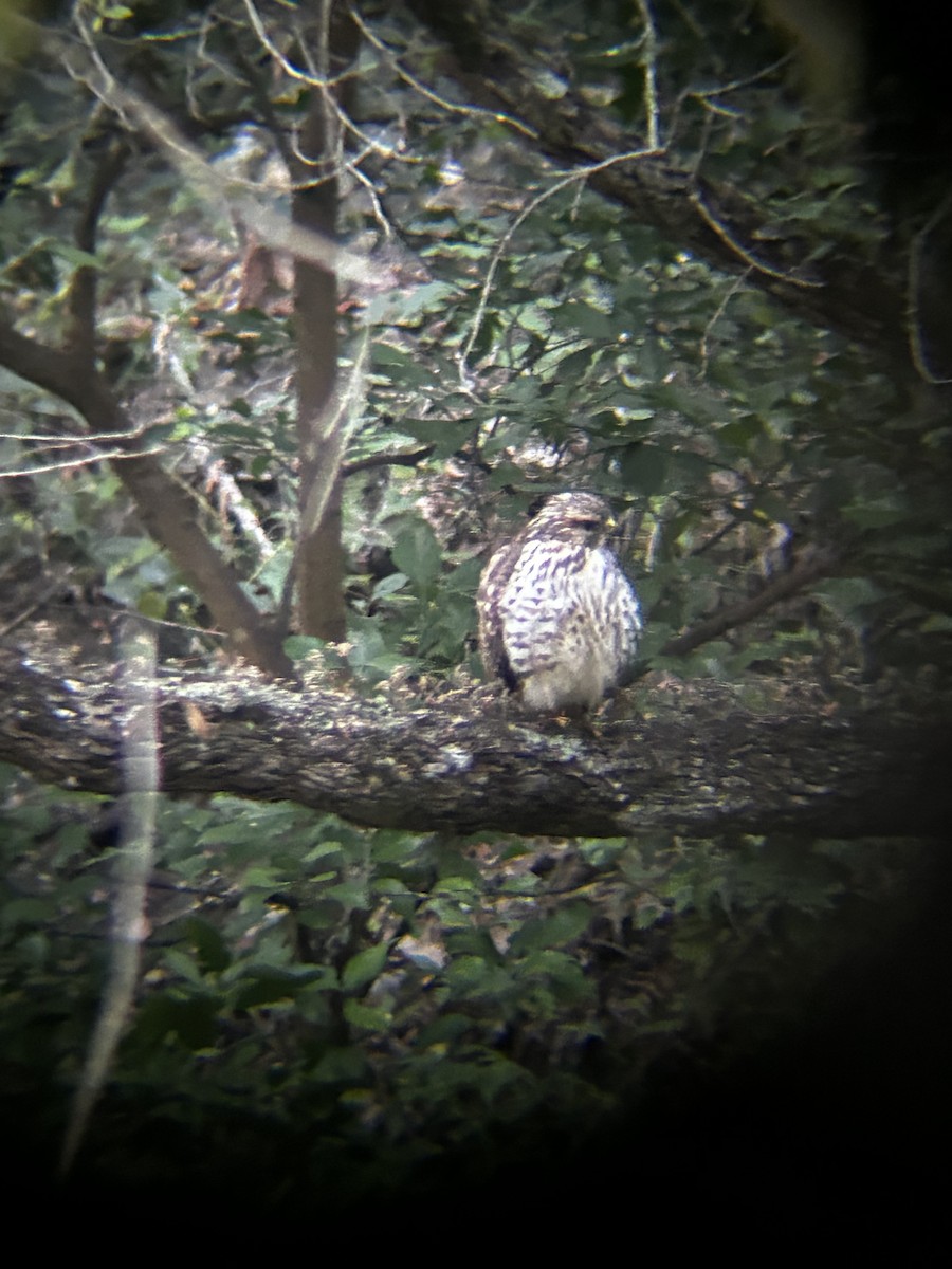 Broad-winged Hawk - ML645294205