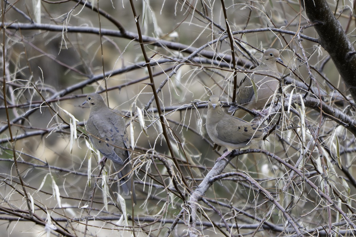 Mourning Dove - ML645294207