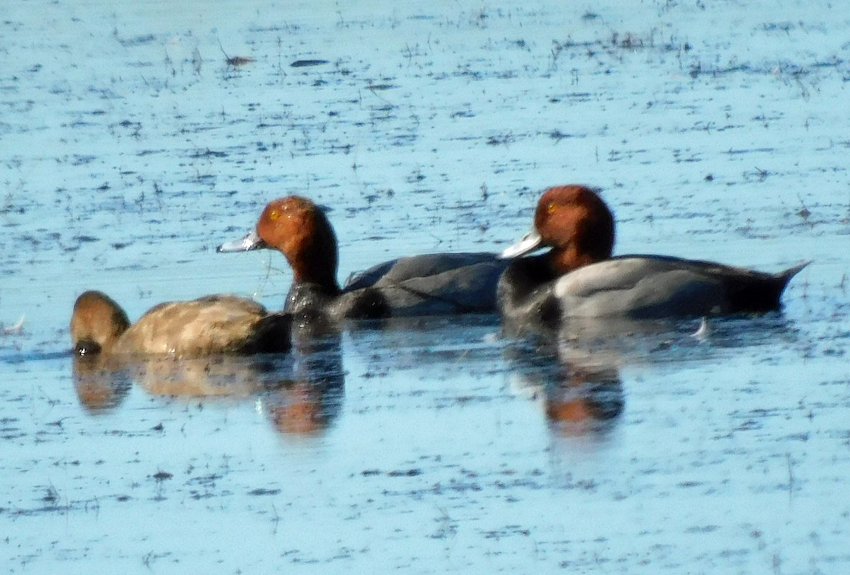 Redhead - ML645294208