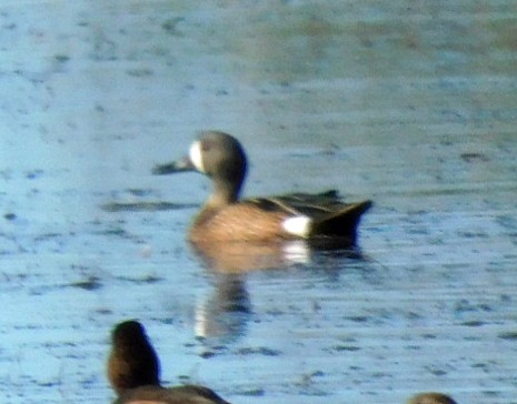 Blue-winged Teal - ML645294226