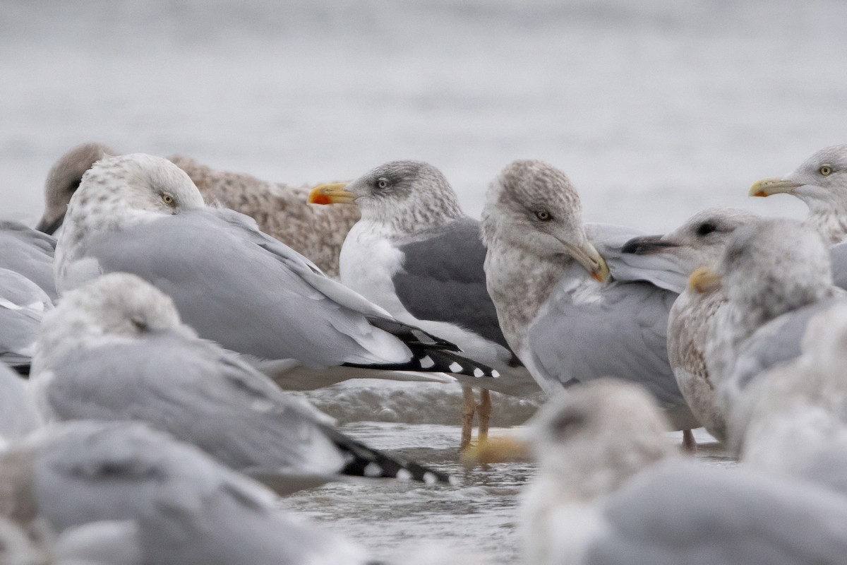 Lesser Black-backed Gull - ML645294230