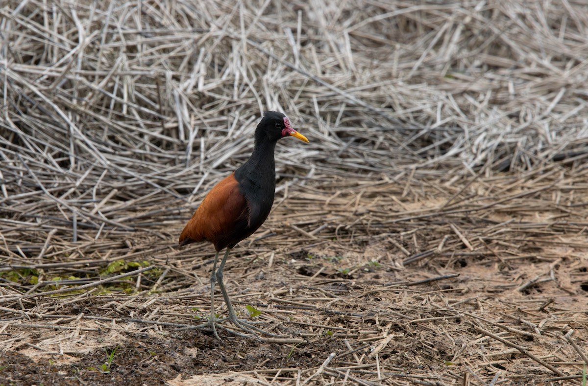 ostnák jihoamerický - ML645294233