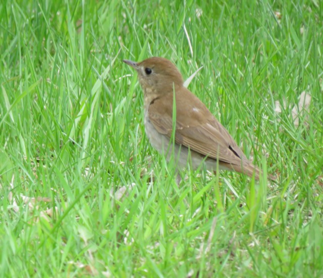 viriskogtrost - ML645294236