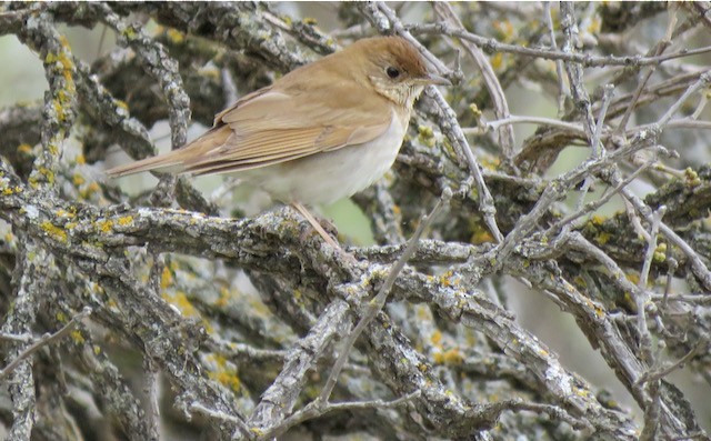 viriskogtrost - ML645294237