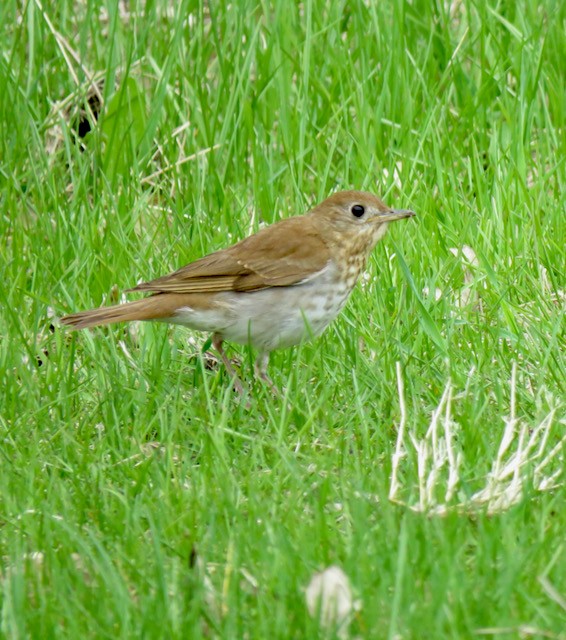 viriskogtrost - ML645294238