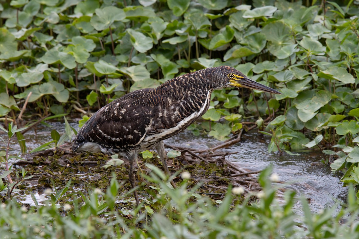 bukač červenavý - ML645294241