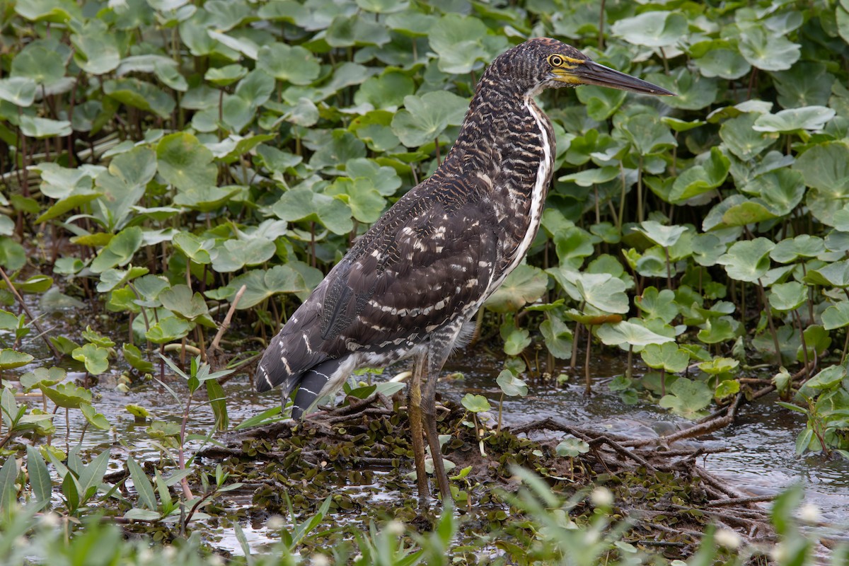 bukač červenavý - ML645294242