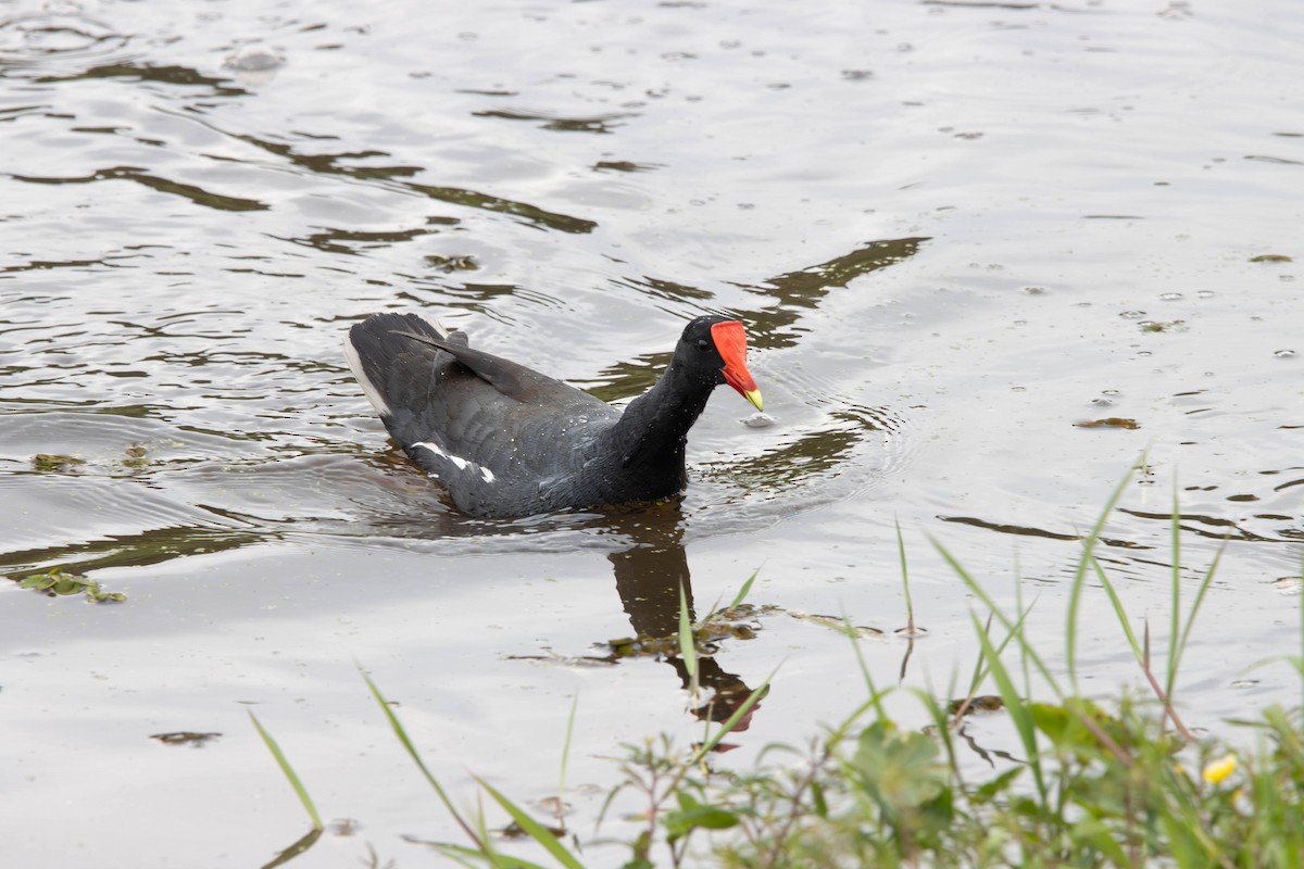 Gallinule d'Amérique - ML645294253
