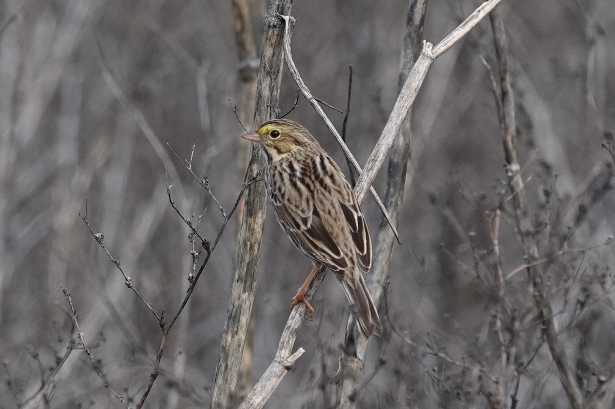 Savannah Sparrow - ML645294257