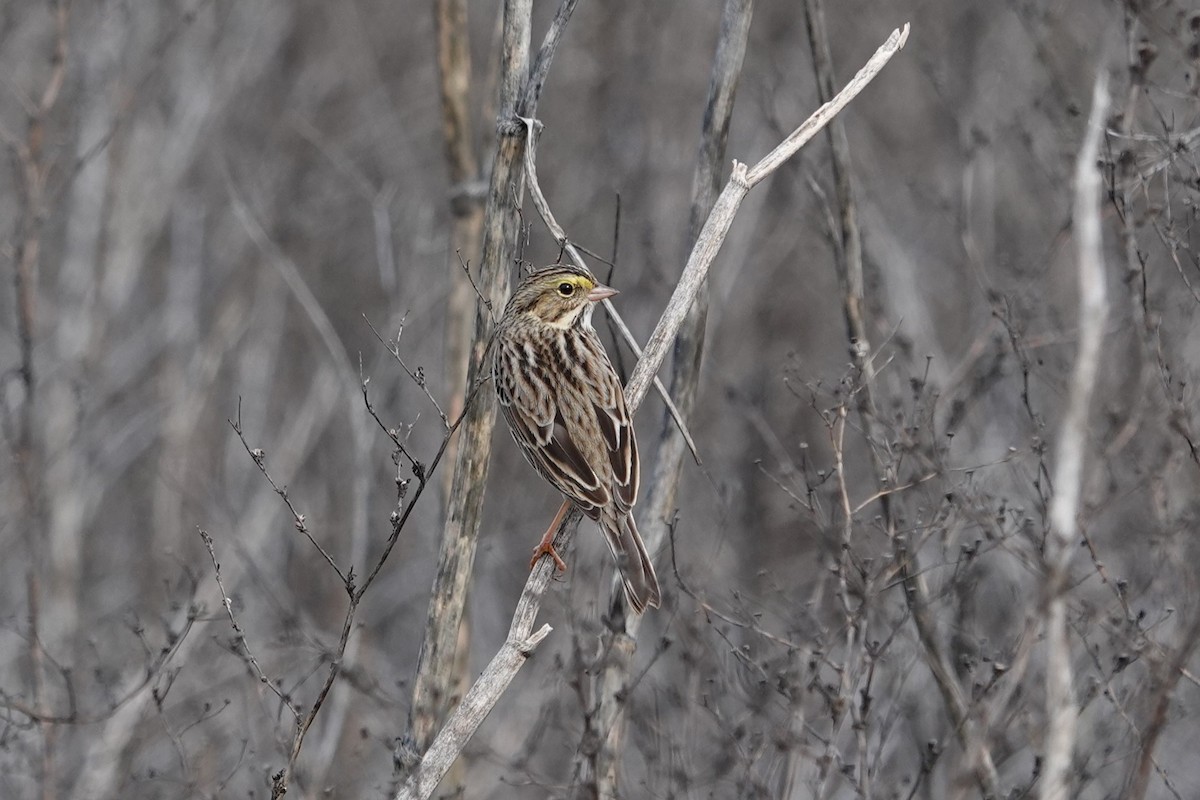 Savannah Sparrow - ML645294258