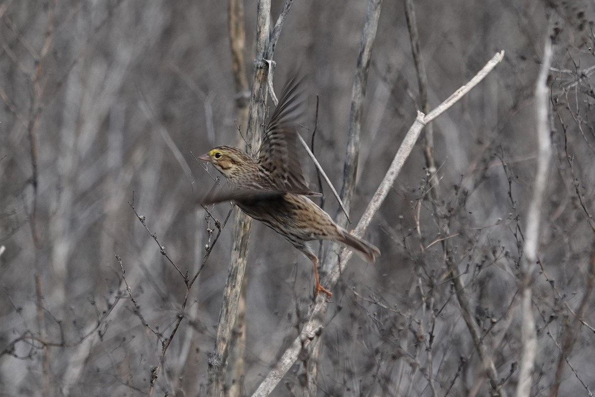Savannah Sparrow - ML645294259