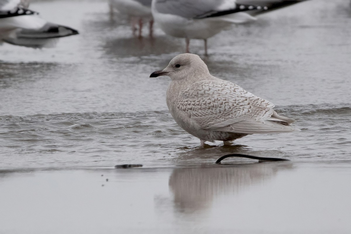 Iceland Gull - ML645294277