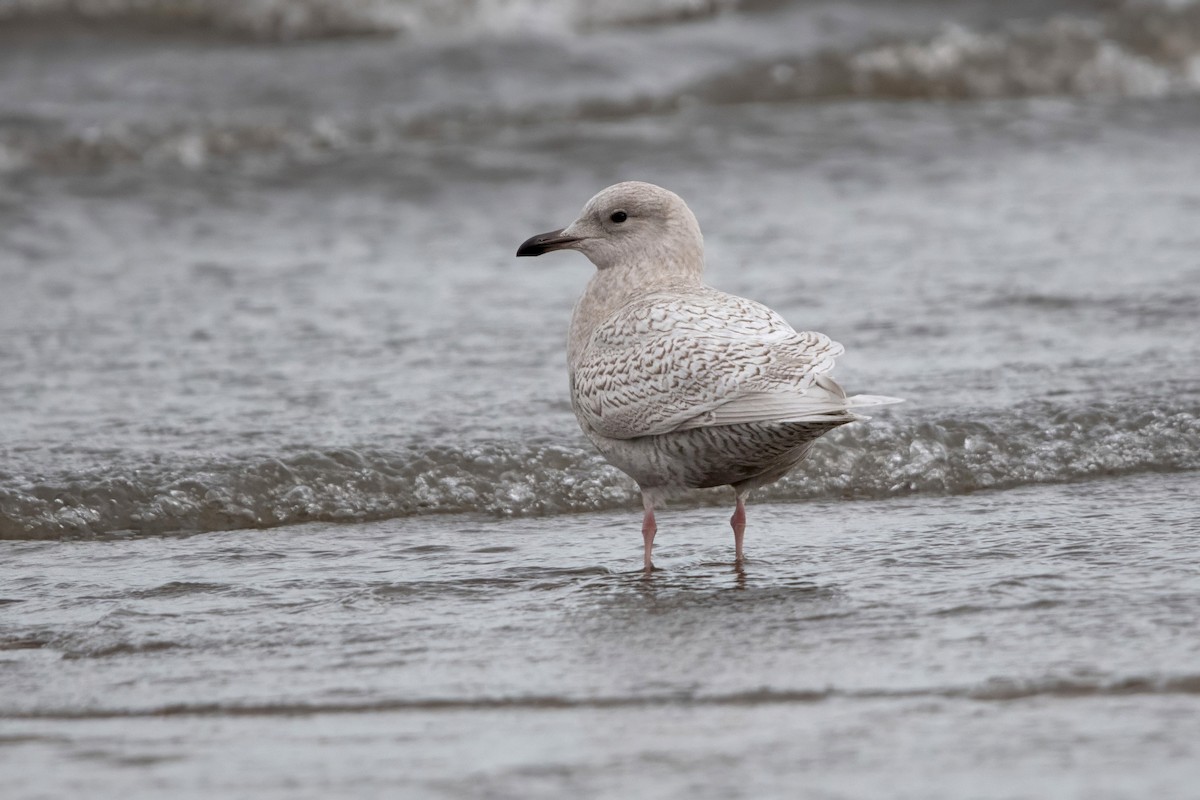 Iceland Gull - ML645294281