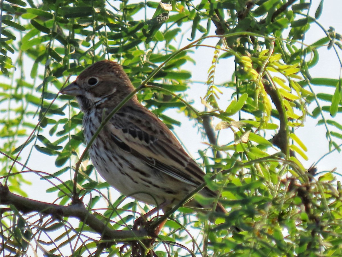 Lark Bunting - ML645294283