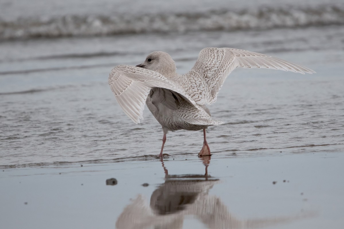 Iceland Gull - ML645294284