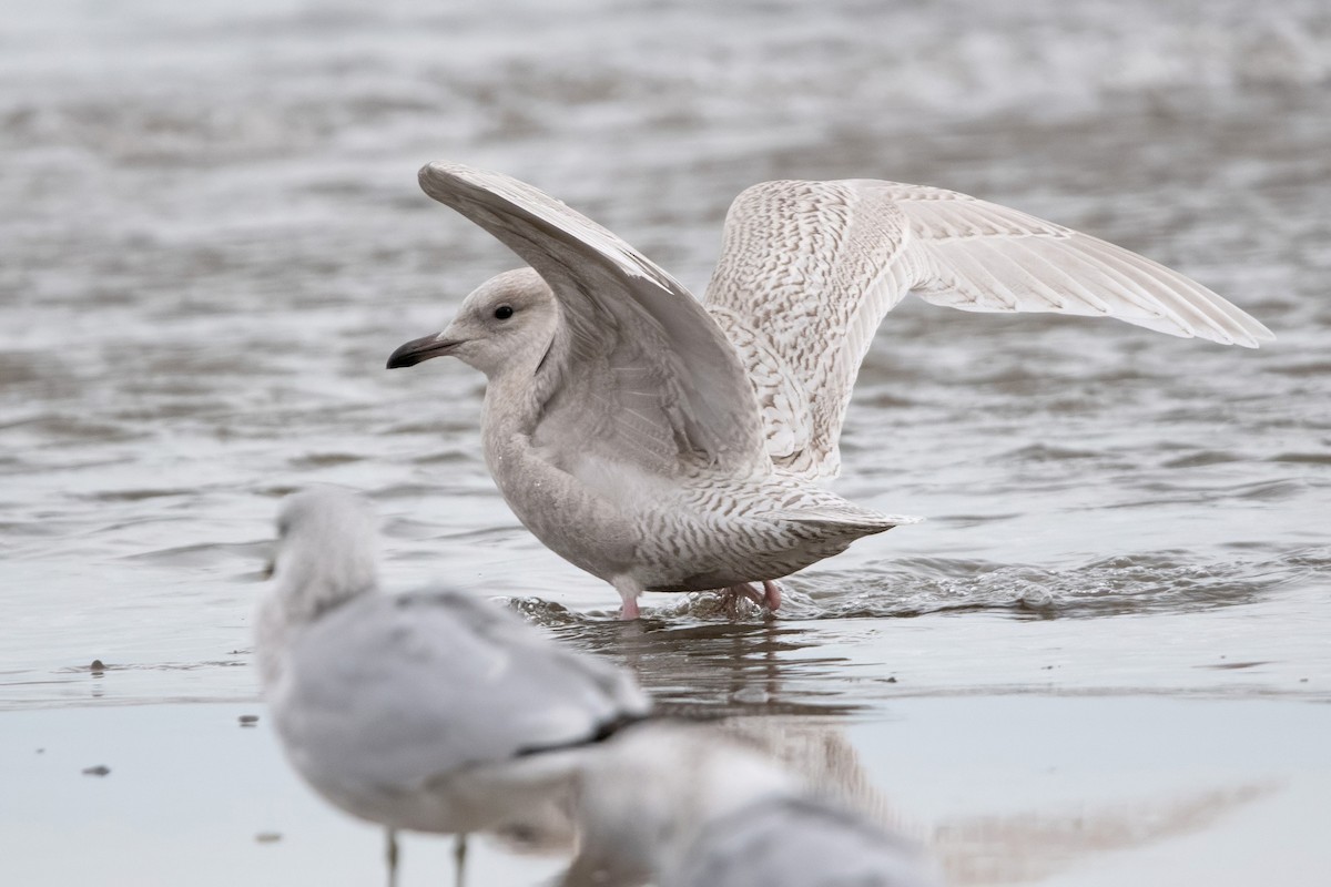 Iceland Gull - ML645294291