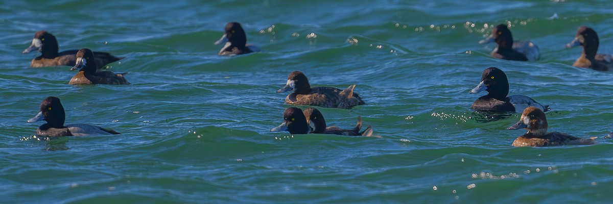 bergand - ML645294294