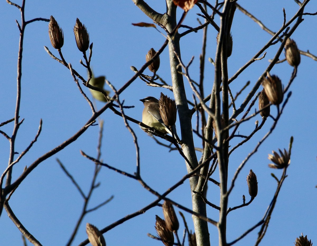Cedar Waxwing - ML645294295