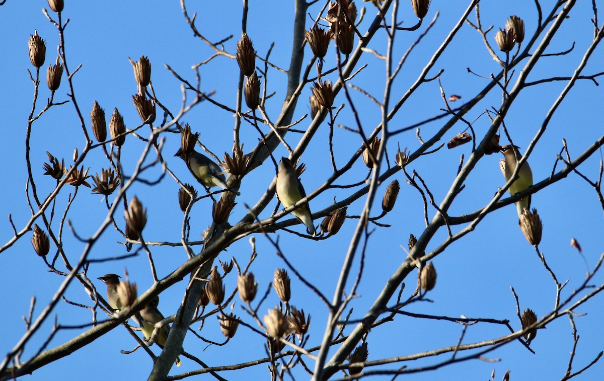 Cedar Waxwing - ML645294296