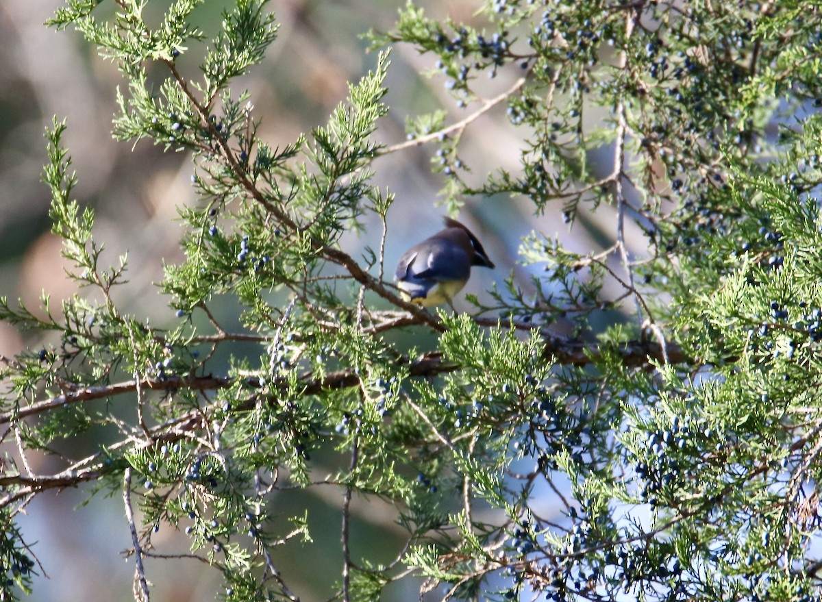 Cedar Waxwing - ML645294297