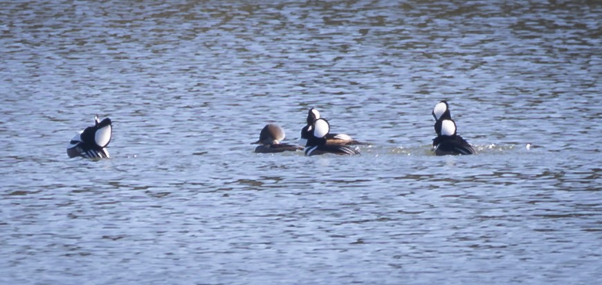 Hooded Merganser - ML645294304