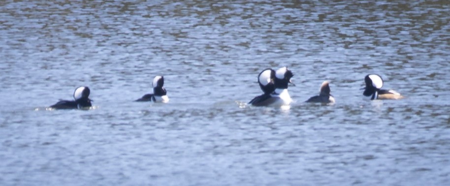 Hooded Merganser - ML645294305