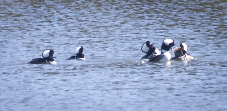 Hooded Merganser - ML645294306