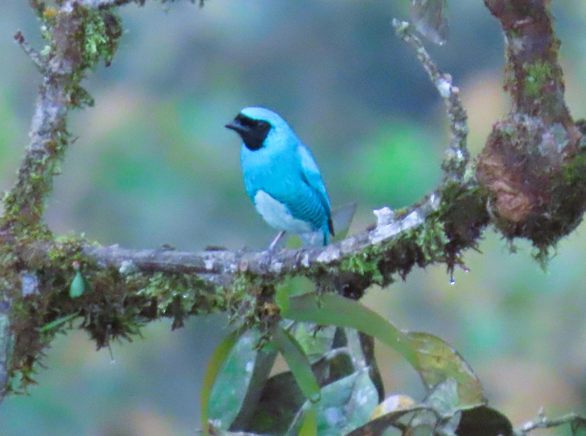 Swallow Tanager - ML645294314