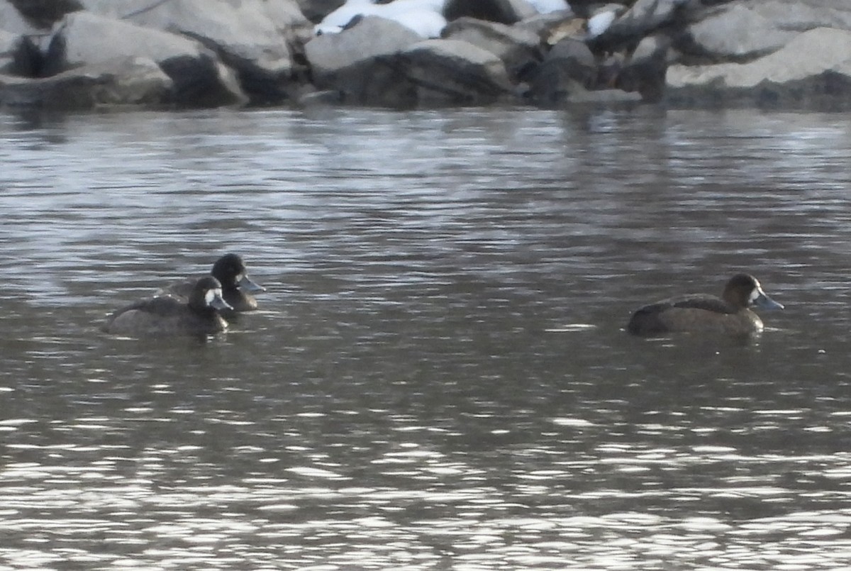 bergand - ML645294319