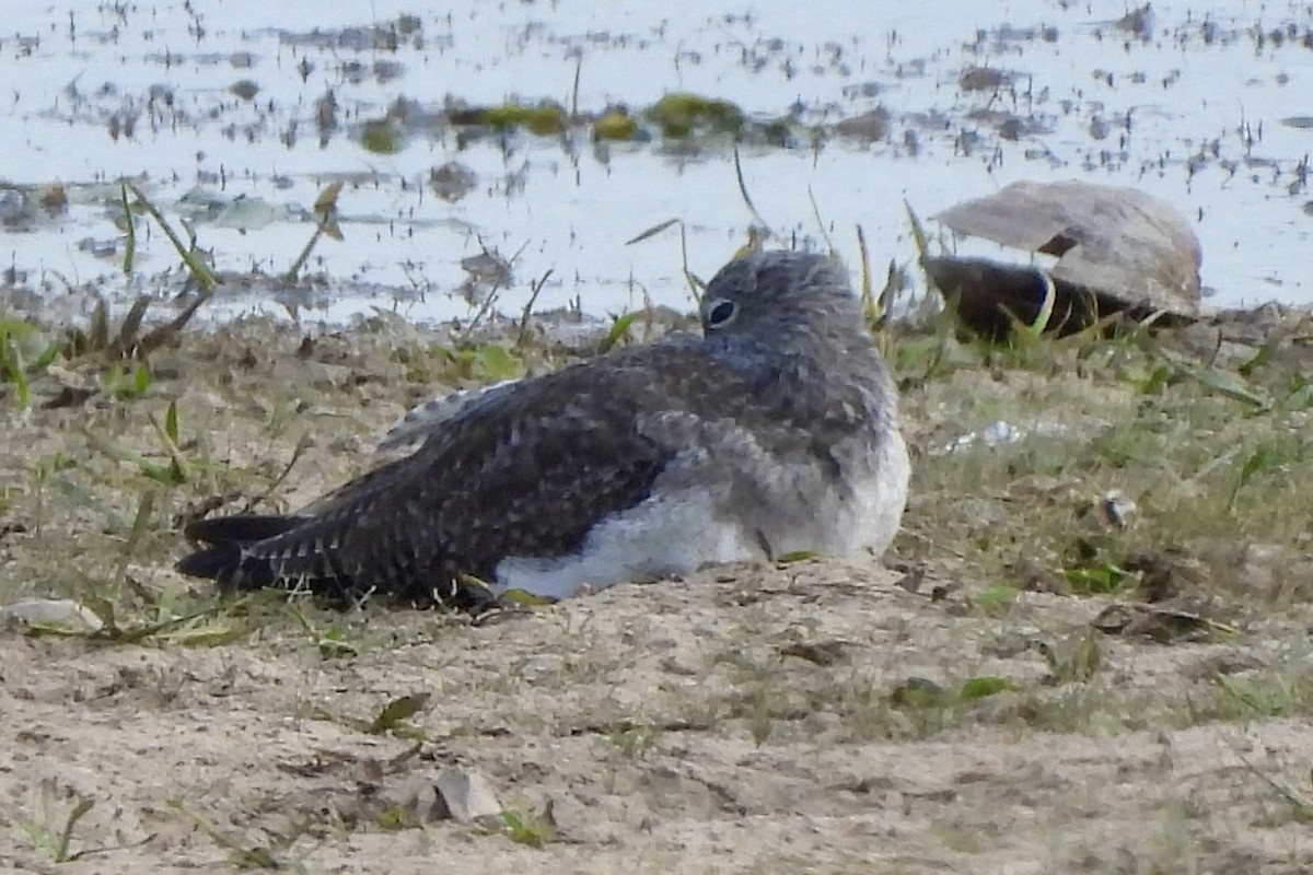 Einsiedelwasserläufer - ML645294348