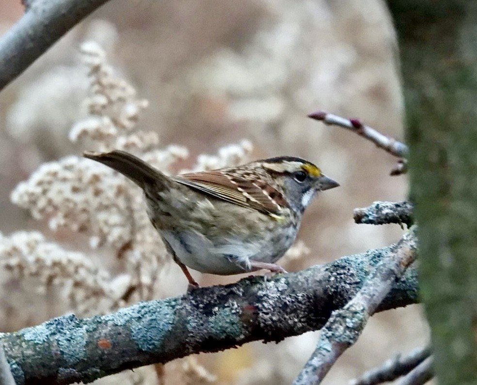 White-throated Sparrow - ML645294352