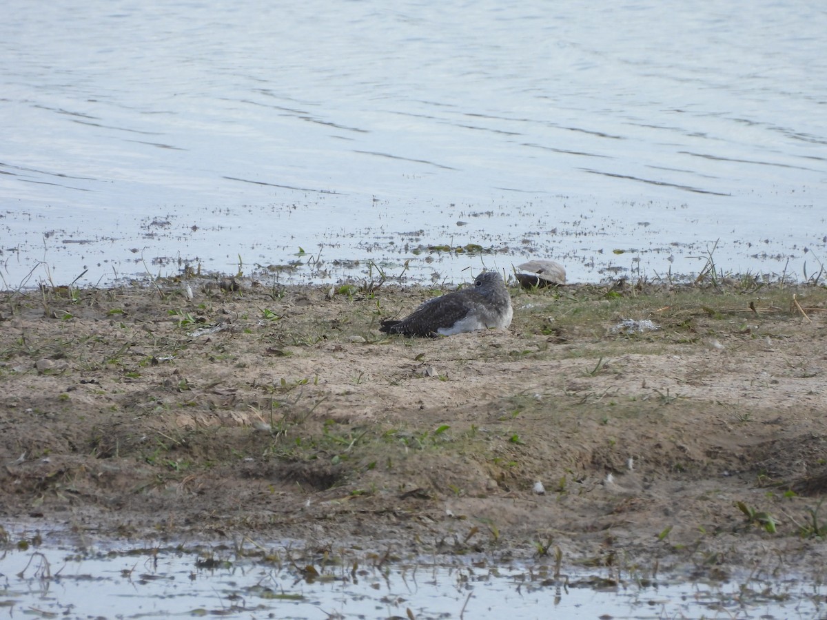 Einsiedelwasserläufer - ML645294359