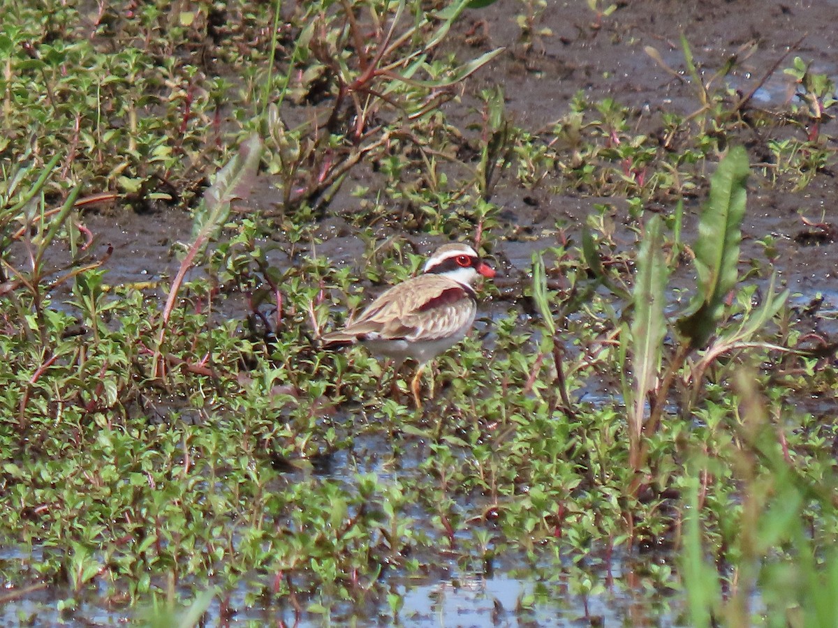 Black-fronted Dotterel - ML645294373