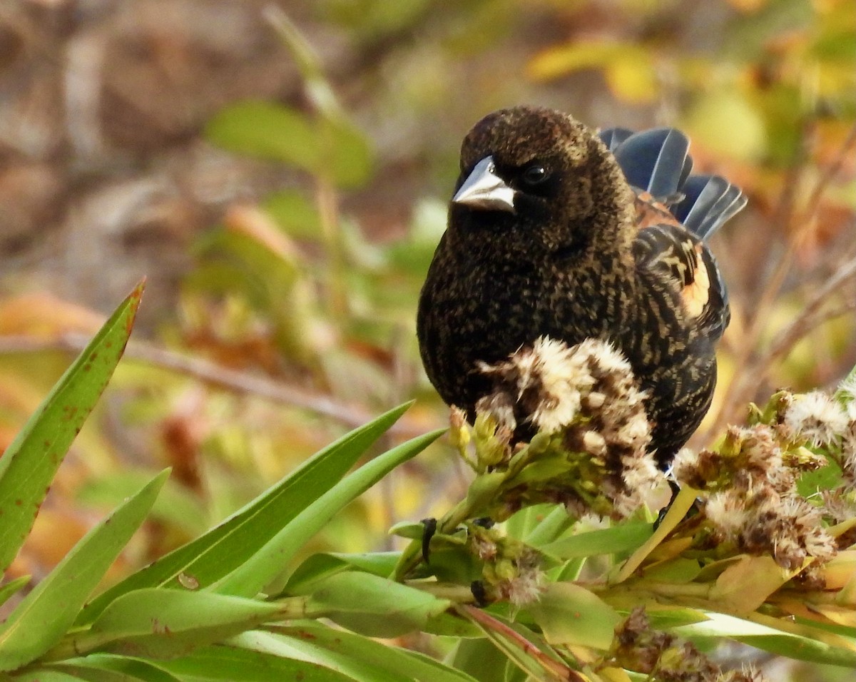 Красноплечий трупиал - ML645294391