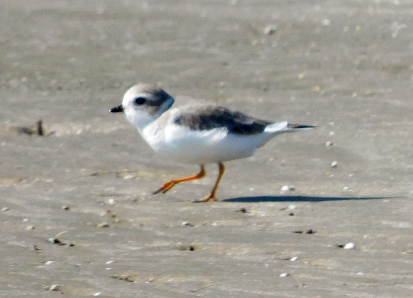Piping Plover - ML645294412