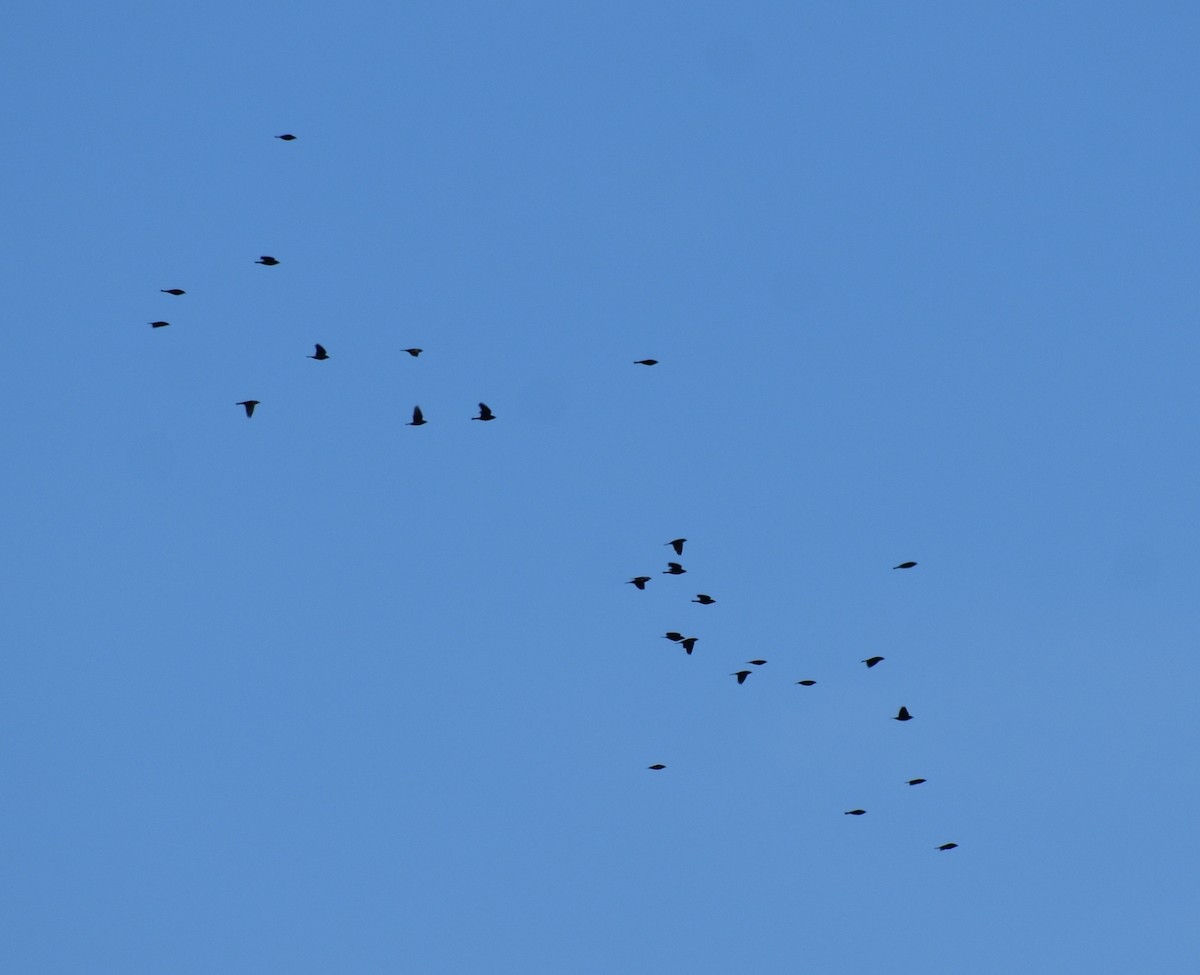 Красноплечий трупиал - ML645294435