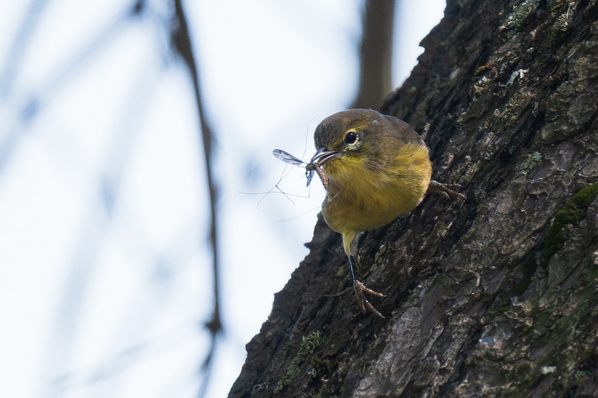 Pine Warbler - ML645294455